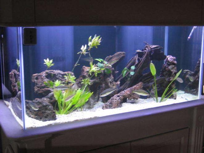 225 gallons freshwater fish tank (mostly fish and non-living decorations) - This is my 120 gallon Largemouth bass setup.