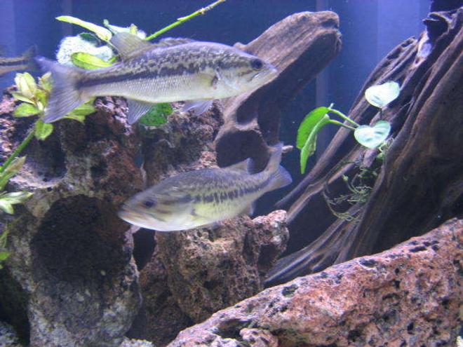 freshwater fish - micropterus salmoides - largemouth bass stocking in 225 gallons tank - Some of my largemouth bass.