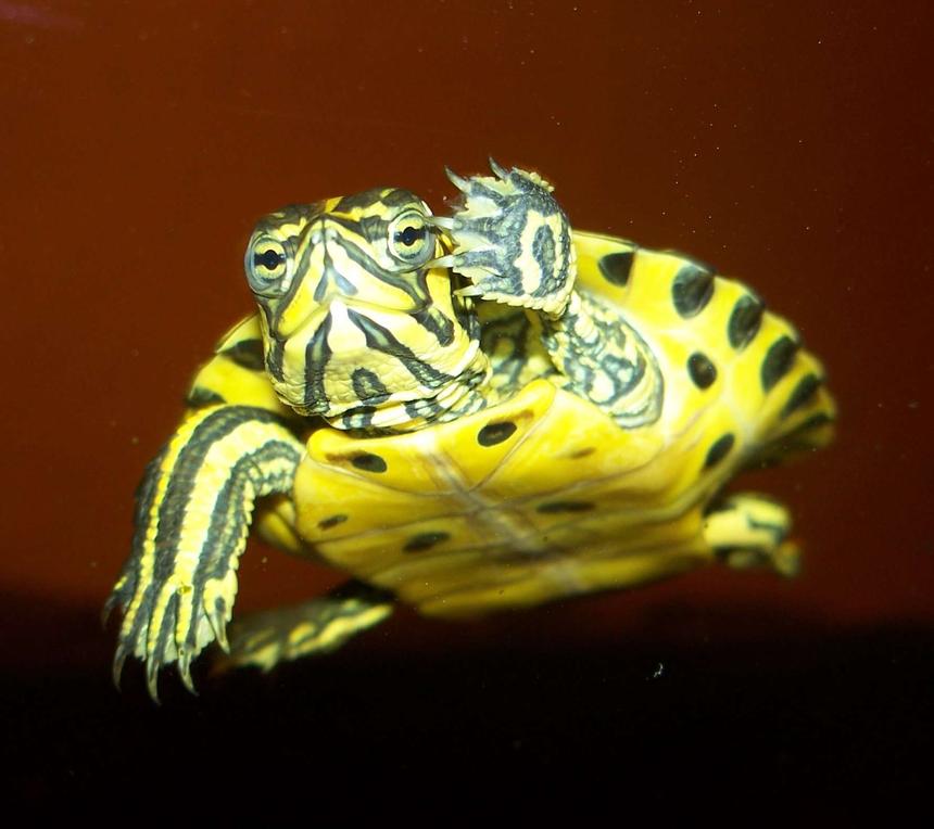 Rated #201: Corals Inverts - Trachemys Scripta Scripta - Yellow Belly Slider Turtle Stocking In 47 Gallons Tank - My turtle touching the glass with his foot.
