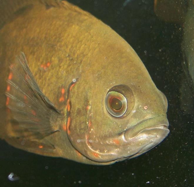 freshwater fish - astronotus ocellatus - tiger oscar stocking in 47 gallons tank - A close up head shot of my oscar.