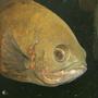 freshwater fish - astronotus ocellatus - tiger oscar stocking in 47 gallons tank - A close up head shot of my oscar.