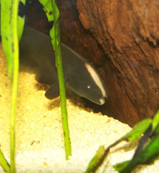 freshwater fish - apteronotus albifrons - black ghost knifefish stocking in 47 gallons tank - A close up head shot of my Knife fish.