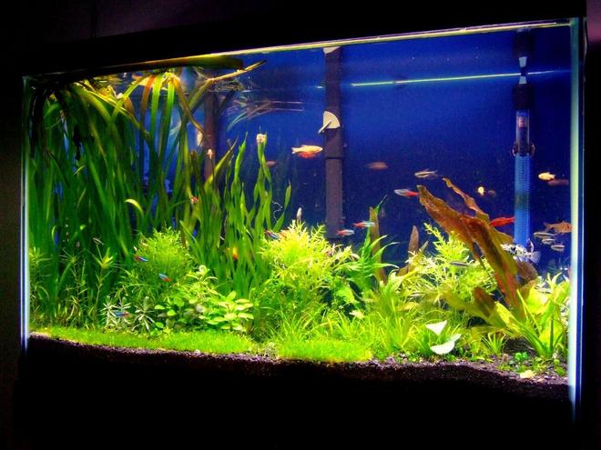 29 gallons planted tank (mostly live plants and fish) - This is my 29 gallon planted tank. My new hobby after keeping a 75 gallong African Cichlid tank. Let me know what you think about it. The tank has been up for 2 months now. I have a co2 injection system and I also fertilize my tank.