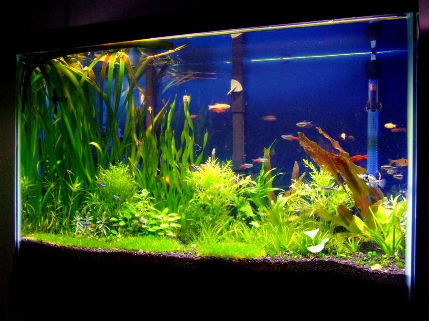 Rated #39: 29 Gallons Planted Tank - This is my 29 gallon planted tank. My new hobby after keeping a 75 gallong African Cichlid tank. Let me know what you think about it. The tank has been up for 2 months now. I have a co2 injection system and I also fertilize my tank.