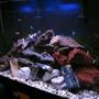 115 gallons freshwater fish tank (mostly fish and non-living decorations) - my chiclid tank