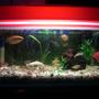 67 gallons freshwater fish tank (mostly fish and non-living decorations) - the picture of my 18 gallon tank