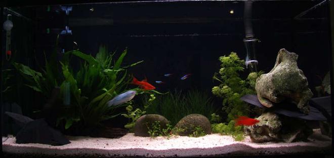 21 gallons planted tank (mostly live plants and fish) - 90l planted tank