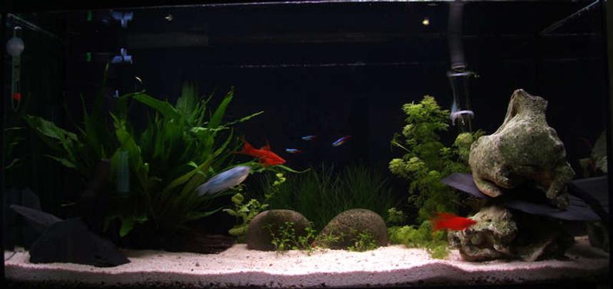Rated #167: 21 Gallons Planted Tank - 90l planted tank