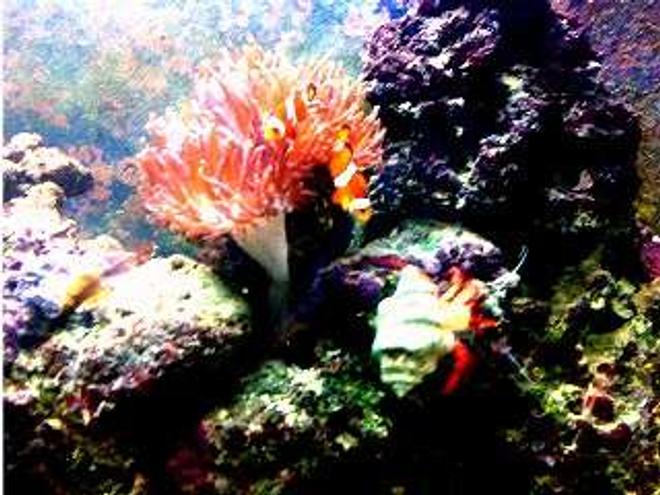 saltwater fish - amphiprion percula - true percula clownfish stocking in 90 gallons tank - clown see's off crab