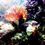 saltwater fish - amphiprion percula - true percula clownfish stocking in 90 gallons tank - clown see's off crab