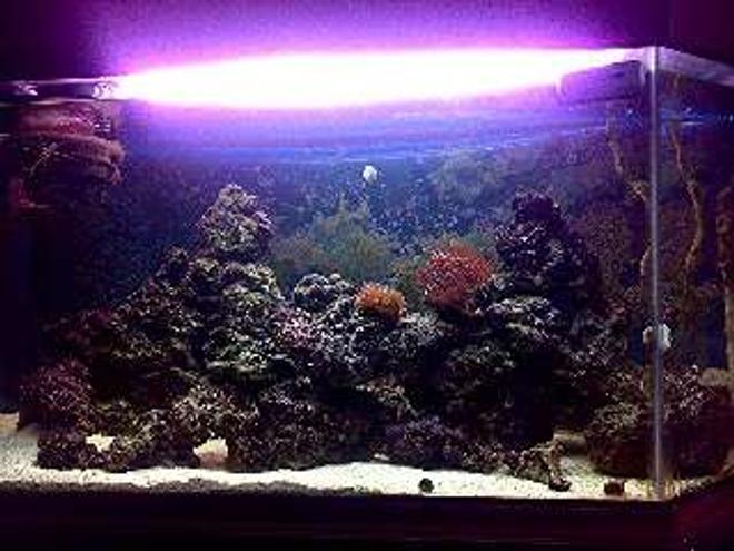 90 gallons saltwater fish tank (mostly fish, little/no live coral) - Front on night shot