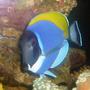 saltwater fish - acanthurus leucosternon - powder blue tang stocking in 150 gallons tank - my Powder Blue Tang