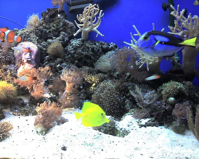 29 gallons reef tank (mostly live coral and fish) - This is my 120 gallon reef tank.  The tank has torch coral, pulsating xenia, colt coral, plate coral, frogspawn coral, assorted zoos, and florida false coral.  The lighting is power compact, and I'm using a aqua c protein skimmer. enjoy