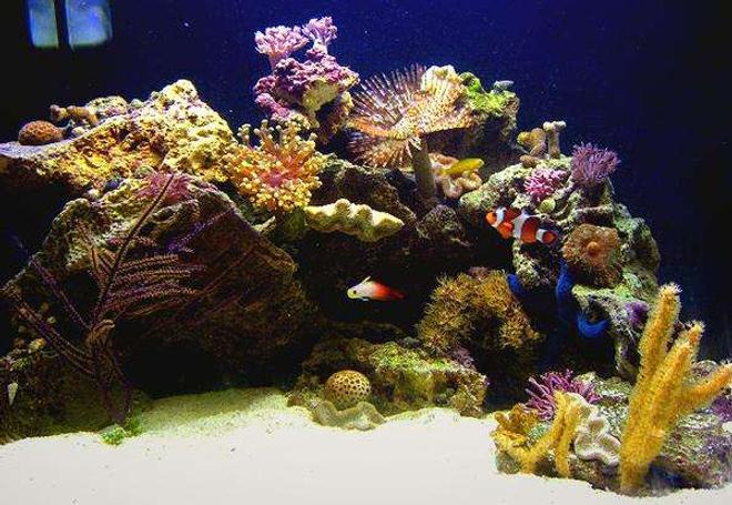 29 gallons reef tank (mostly live coral and fish) - Tank at Approx. 1 Month