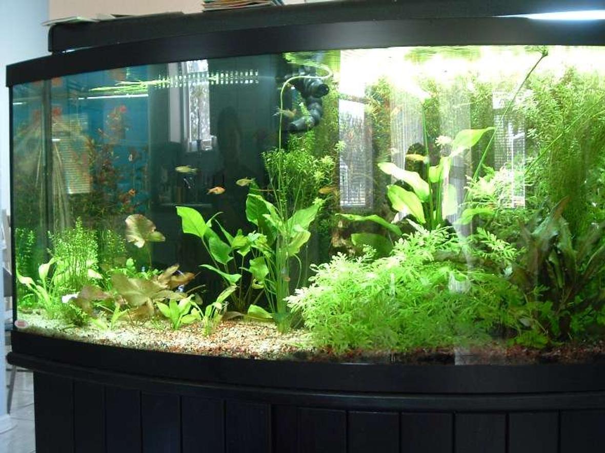 72 gallons planted tank (mostly live plants and fish) - I have to leave one side of the tank heavily planted as my guppies keep having babies. The babies hide in the thick plants for about 2 weeks before they venture off into the rest of the tank.