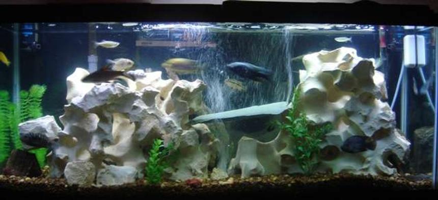 Rated #112: 55 Gallons Freshwater Fish Tank - 55 Gallon Tank w/mostly chilids