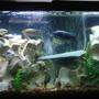 55 gallons freshwater fish tank (mostly fish and non-living decorations) - 55 Gallon Tank w/mostly chilids