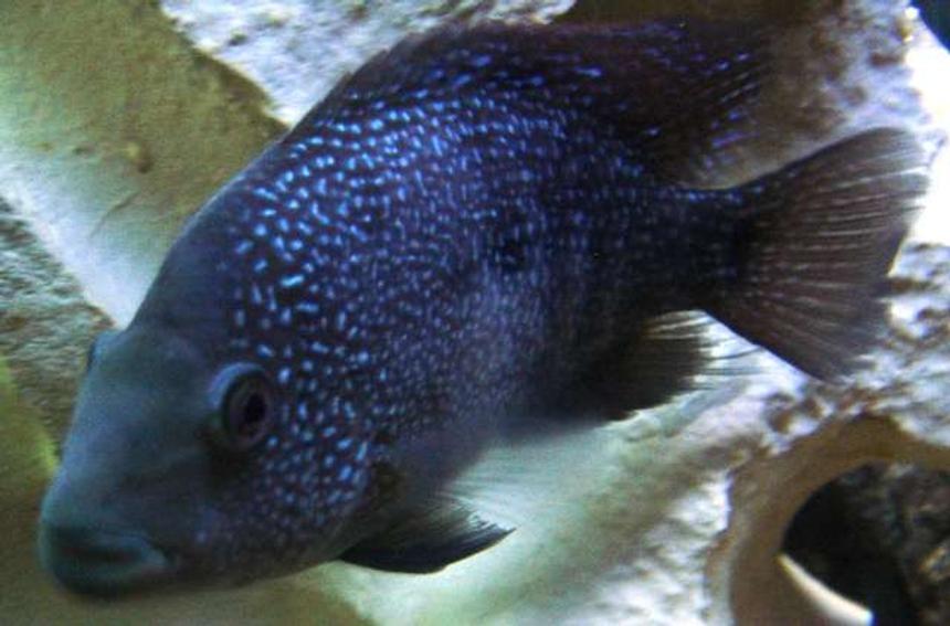 Rated #1705: Freshwater Fish - Herichthys Carpinte - Green Texas Cichlid Stocking In 55 Gallons Tank - Texas