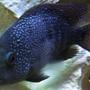 freshwater fish - herichthys carpinte - green texas cichlid stocking in 55 gallons tank - Texas