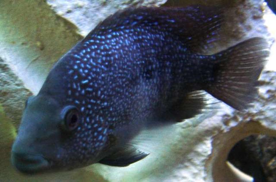 freshwater fish - herichthys carpinte - green texas cichlid stocking in 55 gallons tank - Texas