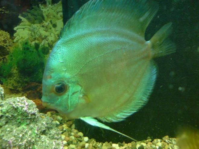 freshwater fish - symphysodon sp. - blue diamond discus stocking in 40 gallons tank - Blue Turqoise Discus Female