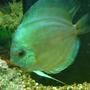 freshwater fish - symphysodon sp. - blue diamond discus stocking in 40 gallons tank - Blue Turqoise Discus Female