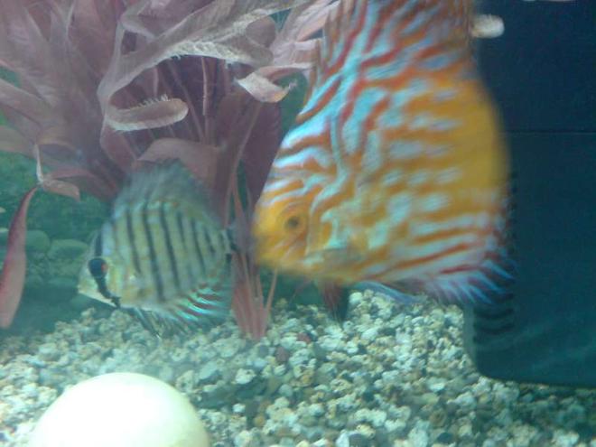 freshwater fish - flash pigeon discus stocking in 40 gallons tank - Flash Pigeon Discus and Crystal Blue Discus (baby's)