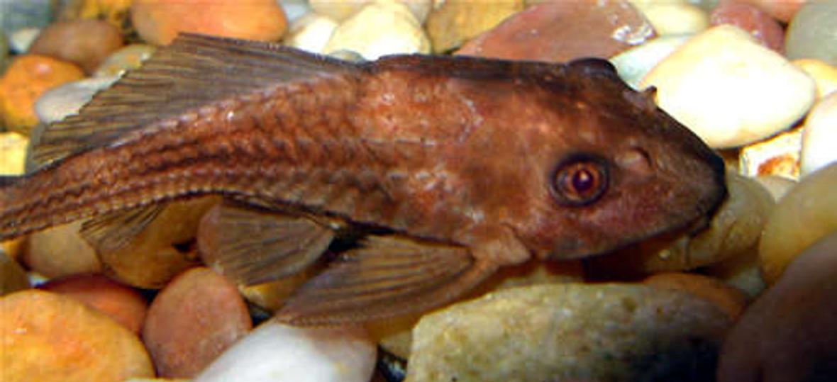freshwater fish - ancistrus sp. - bushy nose pleco l-144 stocking in 55 gallons tank - Algae Eater