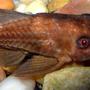 freshwater fish - ancistrus sp. - bushy nose pleco l-144 stocking in 55 gallons tank - Algae Eater