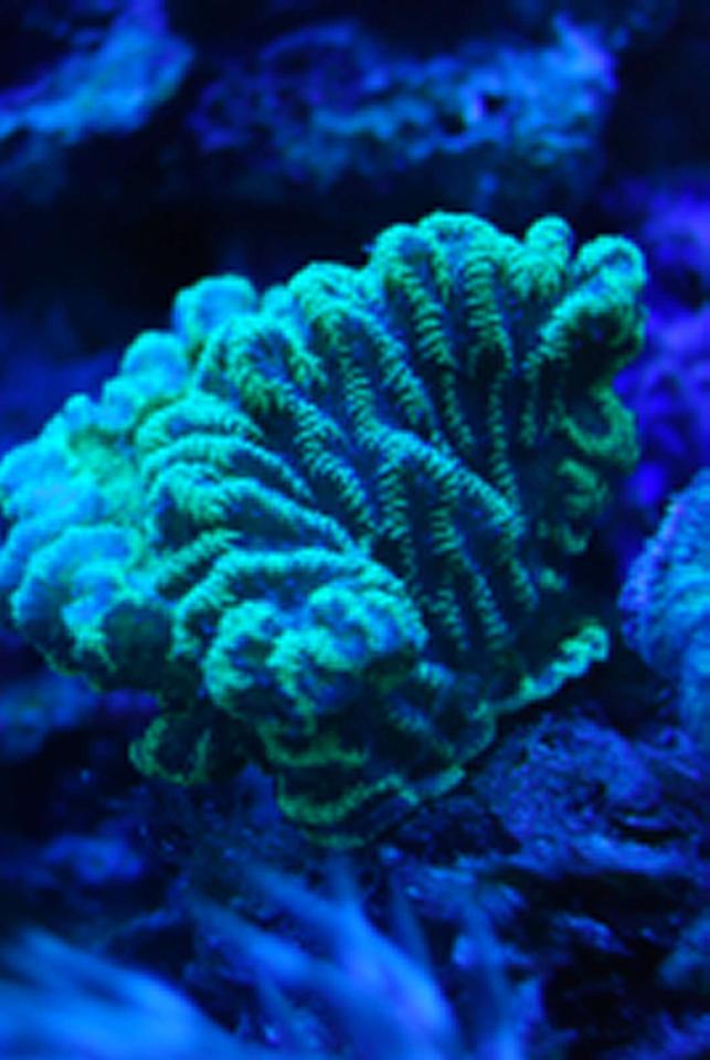 corals inverts - merulina ampliata - merulina coral stocking in 15 gallons tank - Merulina