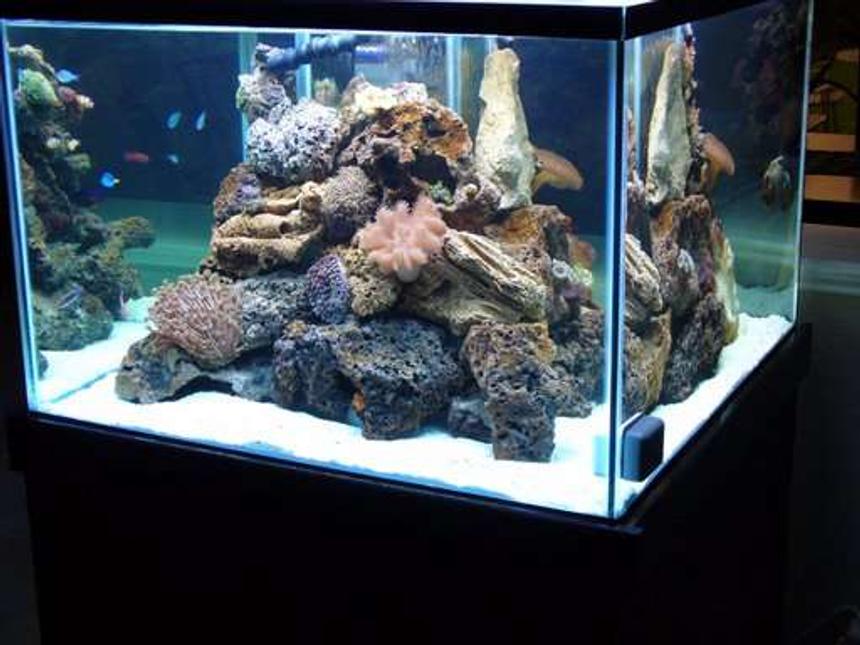 Rated #108: 140 Gallons Reef Tank - 140GL Cube Reef Tank