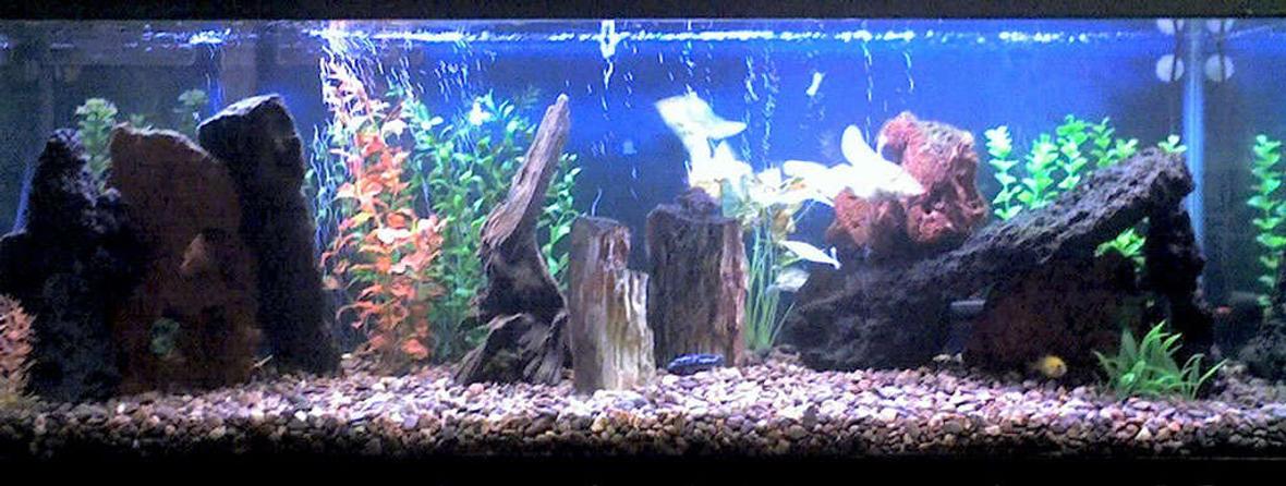 60 gallons freshwater fish tank (mostly fish and non-living decorations) - My aggressive buggers tank. Got 2 Mbuna Cichlids, Synodontis Catfish, Tiger Botia Loach, Banded Leporinus, Rainbow Shark, Spotted Climbing Perch, Striped Headstander, Chinese Algae Eater, Blue Crayfish, Amazon River Prawn, and 5 Mystery Snails in there. Sorry about the quality, took the pic. with my phone's camera.
