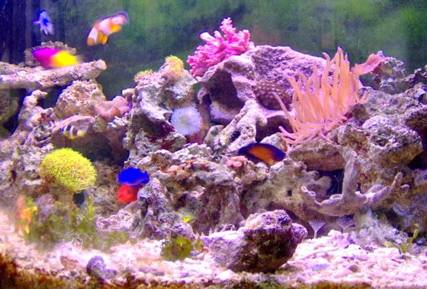 Rated #130: 36 Gallons Reef Tank - lots of color, just the way I like it.