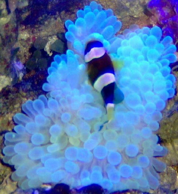 corals inverts stocking in 36 gallons tank - NIghty nighty Clown
