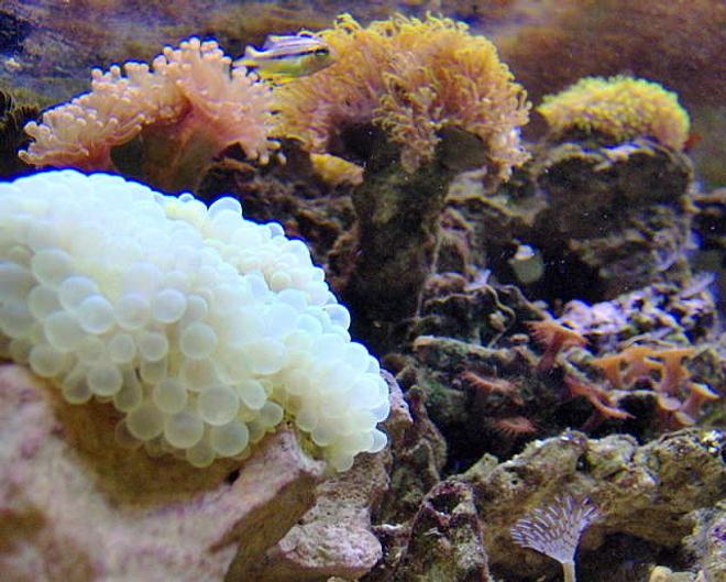 corals inverts - plerogyra sinuosa - bubble coral stocking in 36 gallons tank - new bubble tip anemone