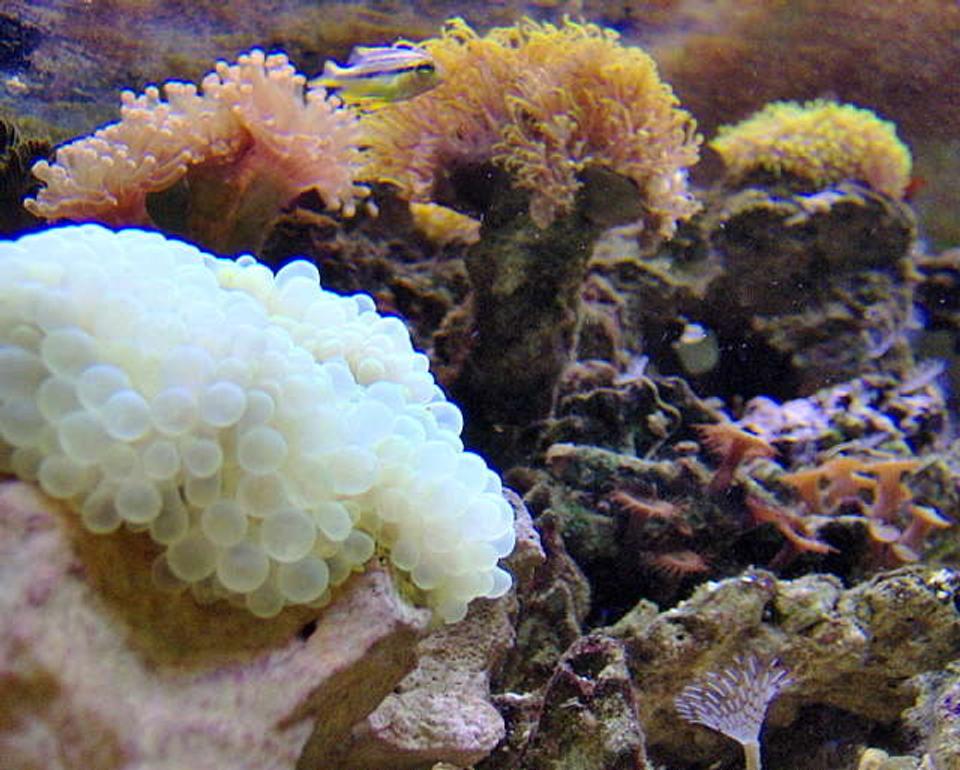 corals inverts - plerogyra sinuosa - bubble coral stocking in 36 gallons tank - new bubble tip anemone