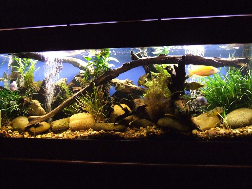 Rated #61: 55 Gallons Planted Tank - My 4ft. Cichlid Tank - Dragon Blood Peackcocks,Cobalt Blue, Electric Yellows, Crimson Tides, Bristlenose, Blue Acara - Various Anubias and Dwarf Anubias, Foxtail and Grass plants, etc