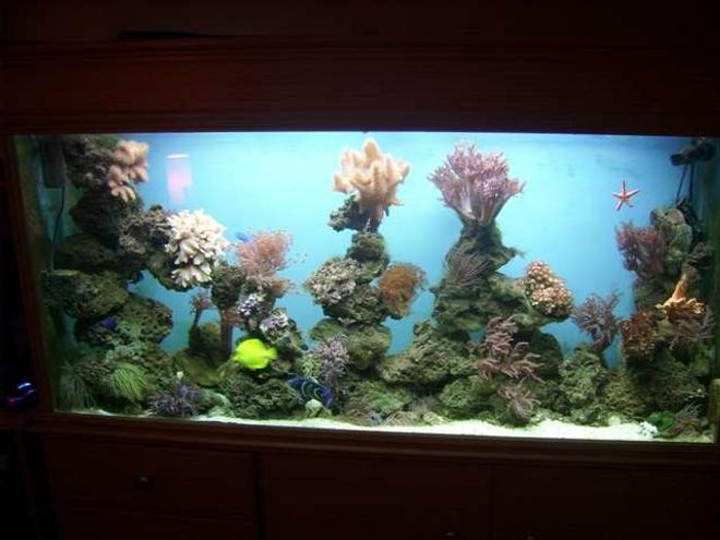 250 gallons reef tank (mostly live coral and fish) - reef mix of corals and fish been up and runing for 6 months