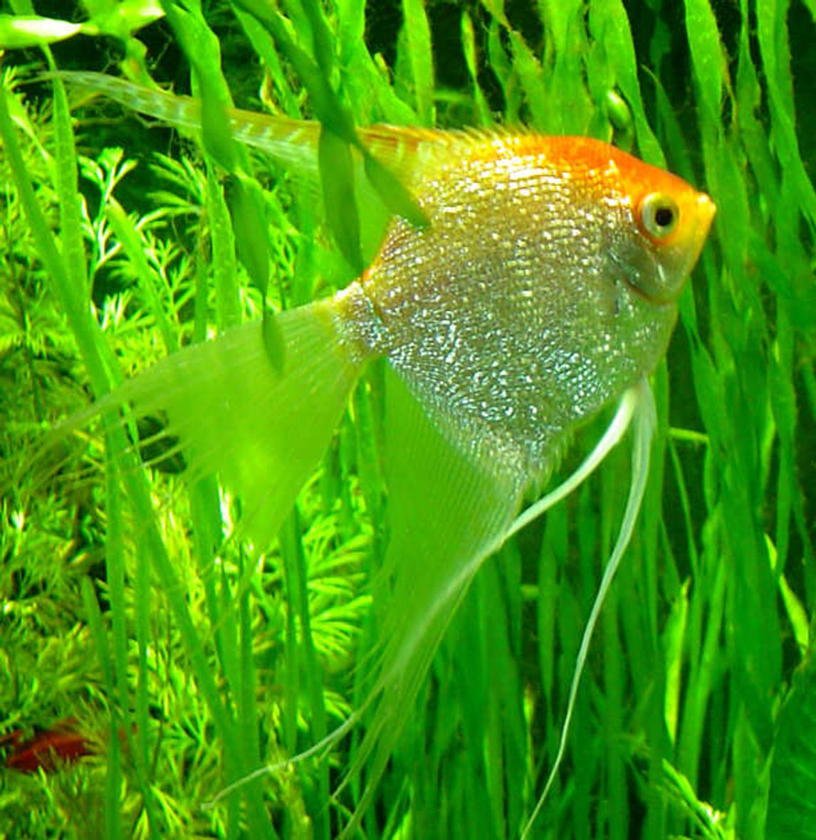 freshwater fish - pterophyllum sp. - gold veil angel stocking in 75 gallons tank - Angelfish