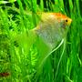 freshwater fish - pterophyllum sp. - gold veil angel stocking in 75 gallons tank - Angelfish
