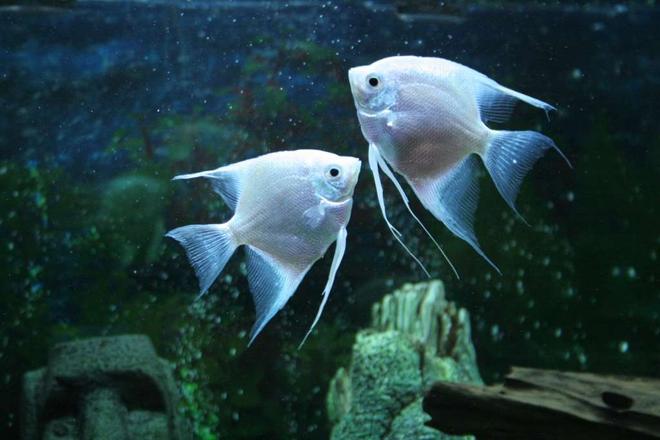 freshwater fish - pterophyllum sp. - albino angel stocking in 53 gallons tank - Angel fish