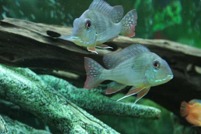 freshwater fish - gymnogeophagus surinamensis - surinamen geophagus stocking in 53 gallons tank - Geophagus