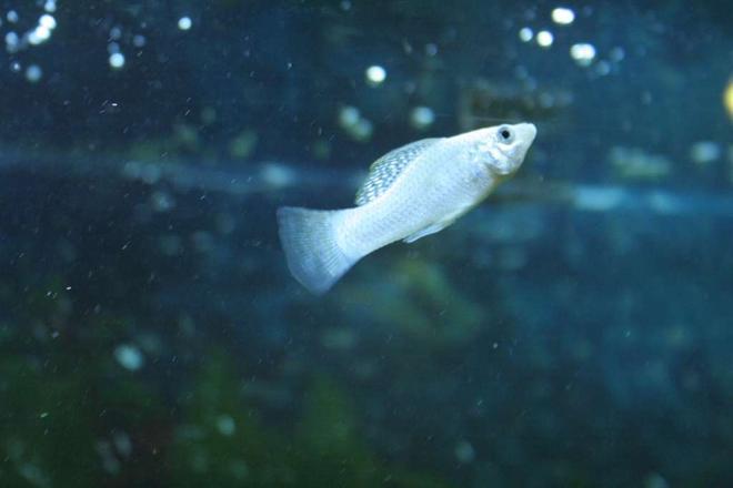 freshwater fish - poecilia latipinna - dalmatian molly stocking in 53 gallons tank - White Mollie