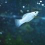 freshwater fish - poecilia latipinna - dalmatian molly stocking in 53 gallons tank - White Mollie