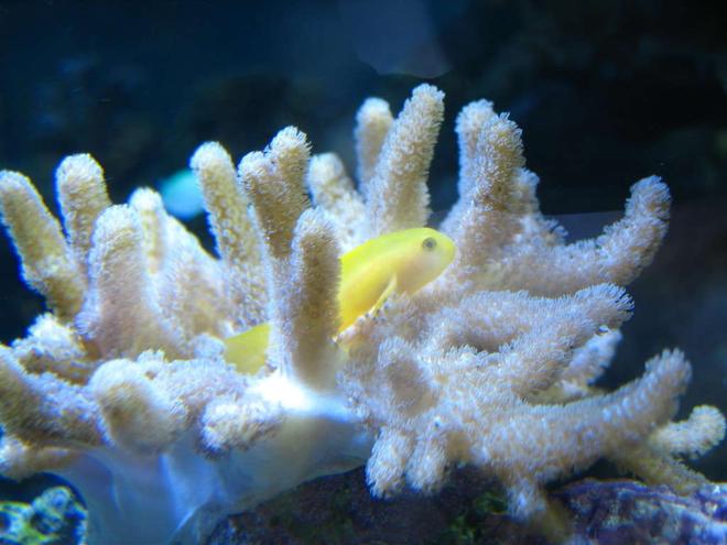 corals inverts - sinularia sp. - finger leather coral stocking in 160 gallons tank - Clown Gobbie hosting in finger leather