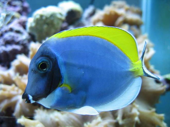 saltwater fish - acanthurus leucosternon - powder blue tang stocking in 160 gallons tank - Powder Blue Tang