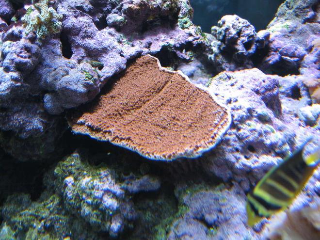 corals inverts - montipora capricornis - montipora capricornis, red stocking in 160 gallons tank - Red Montipora Cup