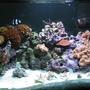 160 gallons reef tank (mostly live coral and fish) - Right side of Tank