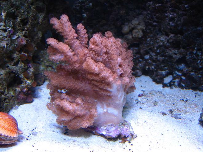 corals inverts - cladiella sp. - cauliflower colt coral stocking in 160 gallons tank - colt coral