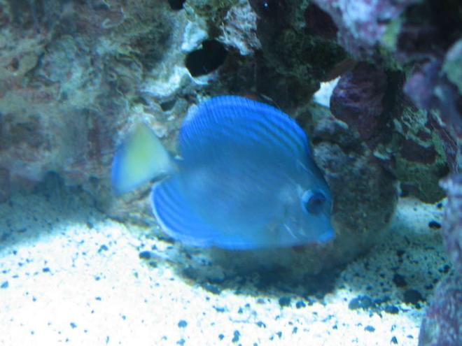 saltwater fish - acanthurus coeruleus - blue caribbean tang stocking in 160 gallons tank - Atlantic Blue Tang